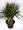 Dragon Tree