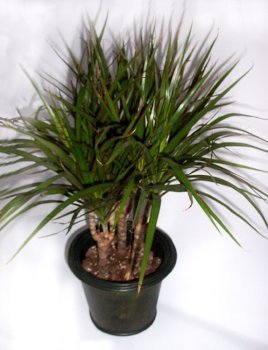 Dragon Tree