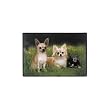 Chihuahuas In Path Indoor/Outdoor Doormat Rug Mat