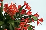 Wallmonkeys Peel and Stick Wall Decals - Easter Cactus (rhipsalis Gaertneri) - Removable Graphic