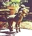 Topiary Poodle Medium