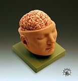 Base Of Head With Brain-BS5