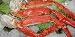Great Gourmet King Alaskan Crab Legs (4 lbs.) Frozen