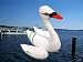 Schwan zum Aufblasen Schwimmender Schwan 43 cm