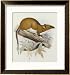 Hand-Coloured Lithograph from Fauna, Flora and Archaeology of Central America Framed Art Poster Print by J. G. Keulemans, 24x26