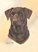 Chocolate Labrador Retriever Lab Playing Cards - Art by Robert May