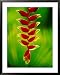 Heliconia Flower, Nadi, Fiji Styles Framed Art Poster Print by Peter Hendrie, 31x39