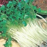 Onion Sprouting Seeds - 10 Grams - Mild Flavor - B000SDZ7BQ
