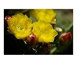Prickly Pear Blossoms