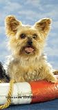 Yorkshire Terriers 2012 Two Year Pocket Planner