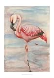 Pink Flamingo II: Jennifer Goldberger. 13.00 inches by 19.00 inches. Art Print Poster