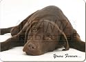 CHOCOLATE LABRADOR-VALENTINE GIFT Set of 4 Place Mats