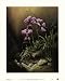 Violette eperonne by Pierre Leduc. Size 7.99 inches width by 9.81 inches height. High Quality Art Poster Print