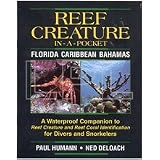 Reef Creature Pocket Guide Florida Caribbean Bahamas