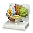Nasco Half Brain Model - Model SB40235U - Each