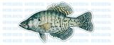 WHITE CRAPPIE -Fish Decal- window sticker truck fishing