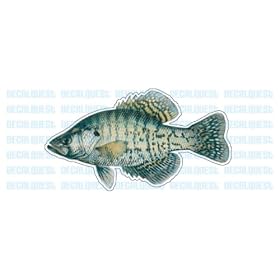 WHITE CRAPPIE -Fish Decal- window sticker truck fishing