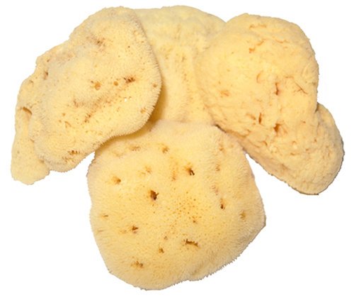 Childrens Toyshop  Toys : Natural Baby Sea Sponge