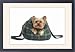 Framed Prints of Yorkshire Terrier Dog from Ardea Wildlife Pets