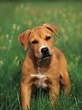 Pit Bull Terrier Puppy Animals Photographic Poster Print by Adriano Bacchella, 12x16