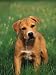 Pit Bull Terrier Puppy Animals Photographic Poster Print by Adriano Bacchella, 12x16