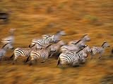 Zebras, Maasai Mara Game Reserve, Kenya Art Photographic Poster Print by Paul Joynson-hicks, 12x9