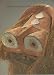 Books : African Art at Yale: Yale Art University Gallery Bulletin 2005