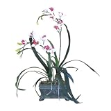 Single Cymbidium Orchid Arrangement
