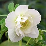 [ミヨシ]クリスマスローズ：*エレガンスアイス5号ポット