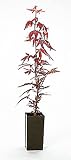 Red Leaf Maple