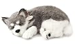 Perfect Petzzz Alaskan Husky