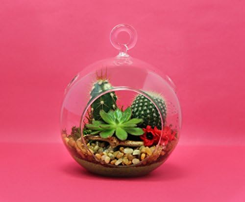 Terrarium Live Indoor Cactus "Lotus" in 4-inch Hanging Glass Globe, Premade.