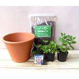 ハーブ栽培セット7.5号鉢Bティー用（レモンバーム・ワイルドストロベリー・アップルミント）