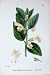 Botany Plants C1902 Bastard Balm Melittis Flowers