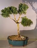 IMAGE OF Bonsai Boy's Shimpaku Juniper Bonsai Tree juniperus chinensis