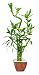 Brussel's Lucky Bamboo Plant
