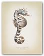 Potbelly Seahorse by Richard van Genderen 14"x11" Art Print Poster