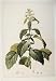 Nymphaea Caerulea Savigny Flower Plant Color Old Print