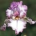 Outdoor Living : Autumn Tryst Days of Autumn Reblooming Iris