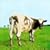 Atom Heart Mother
