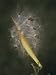 Butterfly Weed Seed Dispersal by the Wind (Asclepias Tuberosa), Eastern USA Photographic Poster Print by Leroy Simon, 12x16