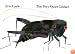The Very Quiet Cricket