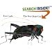 The Very Quiet Cricket