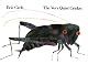The Very Quiet Cricket
