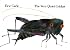 The Very Quiet Cricket
