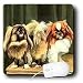 Dogs Pekingese - Pekingese - Mouse Pads