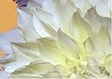 The Great White Dahlia Series Notecards