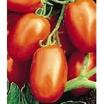 Viva Italia Tomato 40 Seeds - GARDEN FRESH PACK!