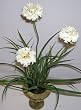 17" Scabioso & Grass Arrangement (White)