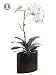27" Potted Artificial White Silk Phalaenopsis Orchid Plant